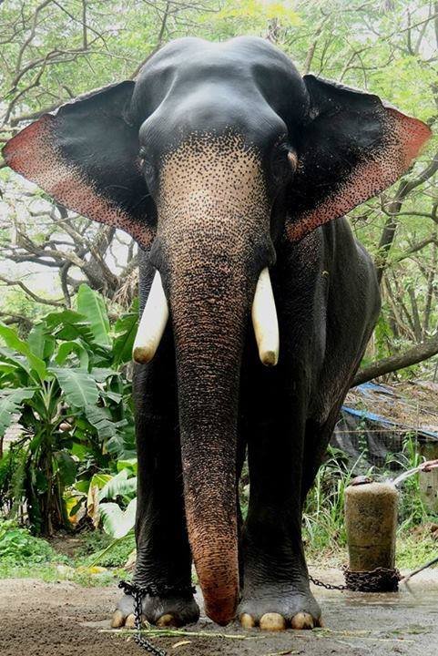 Elephant Ride And Bath Tour Kovalam