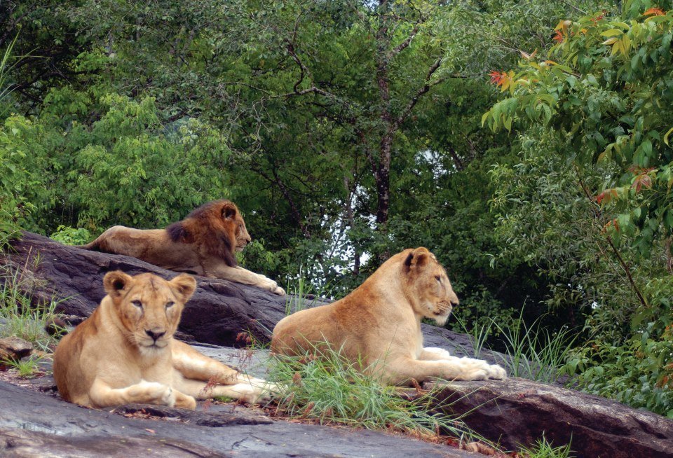 lion safari park in kerala is situated at