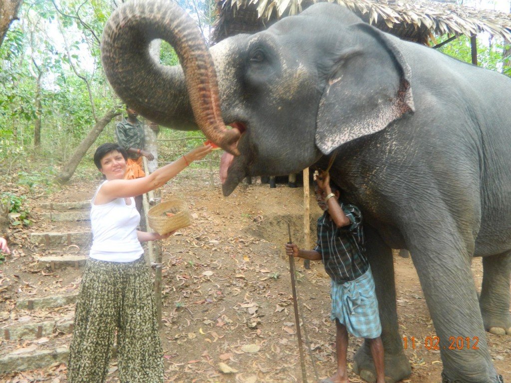 Elephant Ride And Bath Tour Kovalam