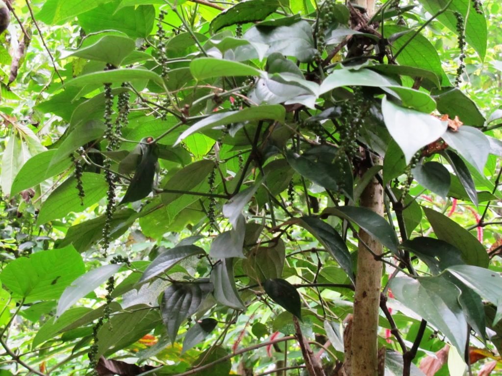 kovalam ponmudi tour spice plantations