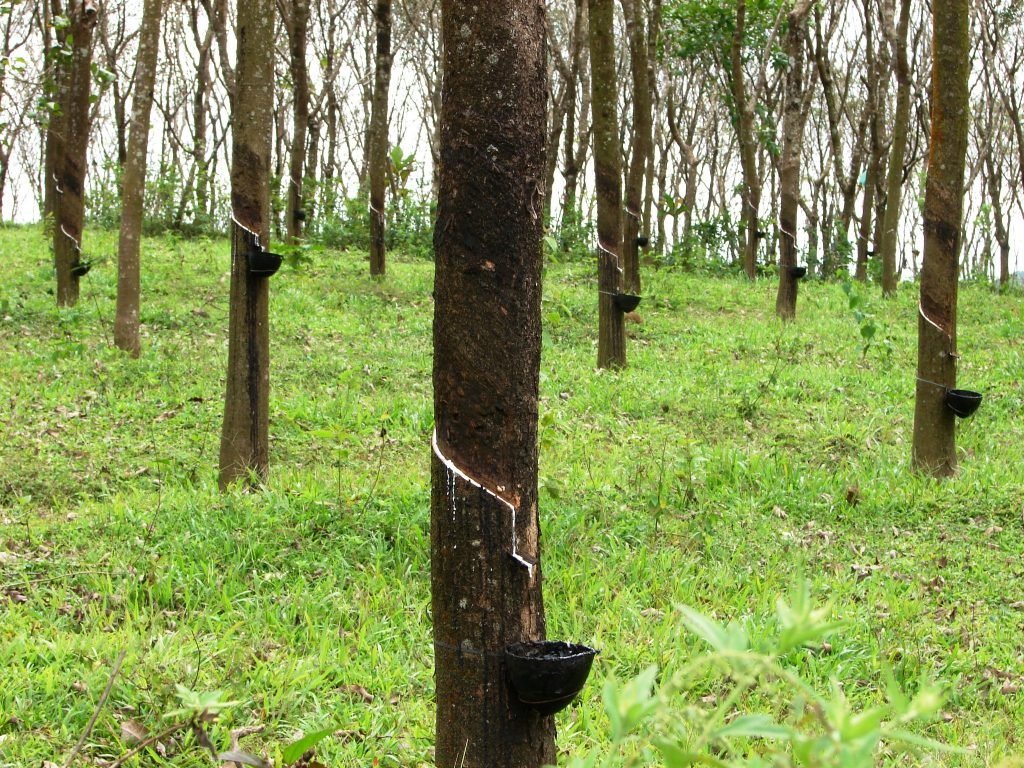 kovalam to ponmudi tour rubber plantations