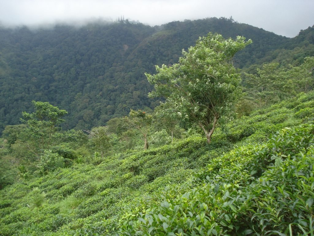 tea plantation ponmudi varkala tours