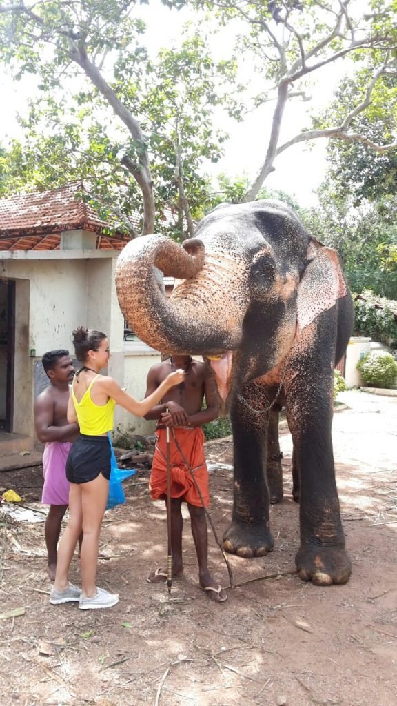 elephant trivandrum