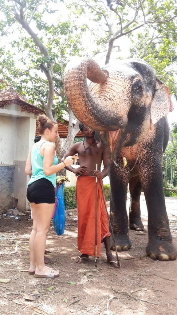 elephant kerala