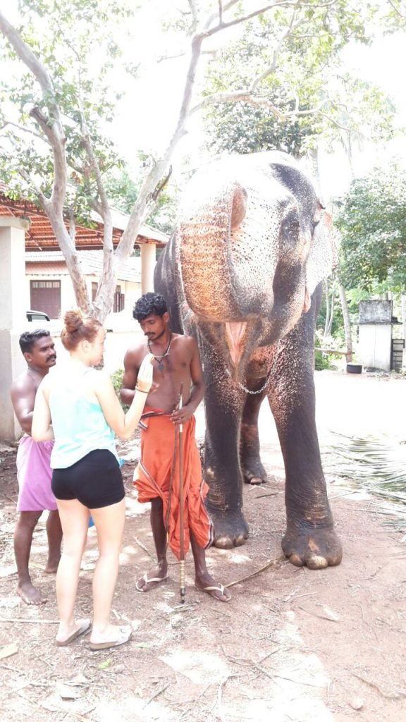 elephant kerala 2017