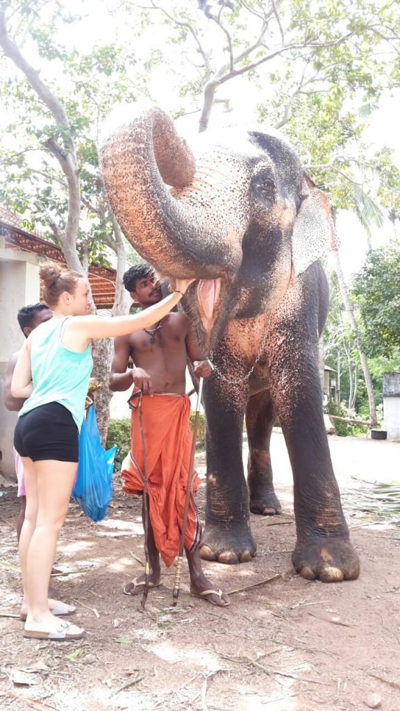 elephant safari near trivandrum