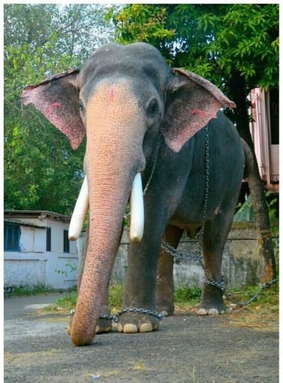 ELEPHANT RIDE TRIVANDRUM