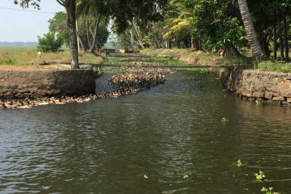 Alleppey to Kolllam houseboat journey