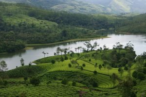 Day Trip to Munnar from Kochi