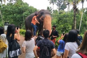 Trivandrum elephant ride tour