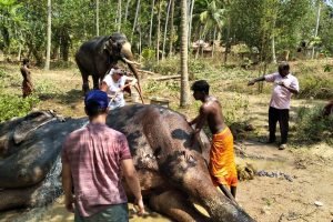elephant ride and bath tour trivandrum
