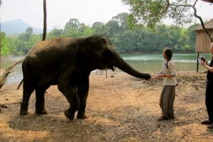 elephant tour from trivandrum